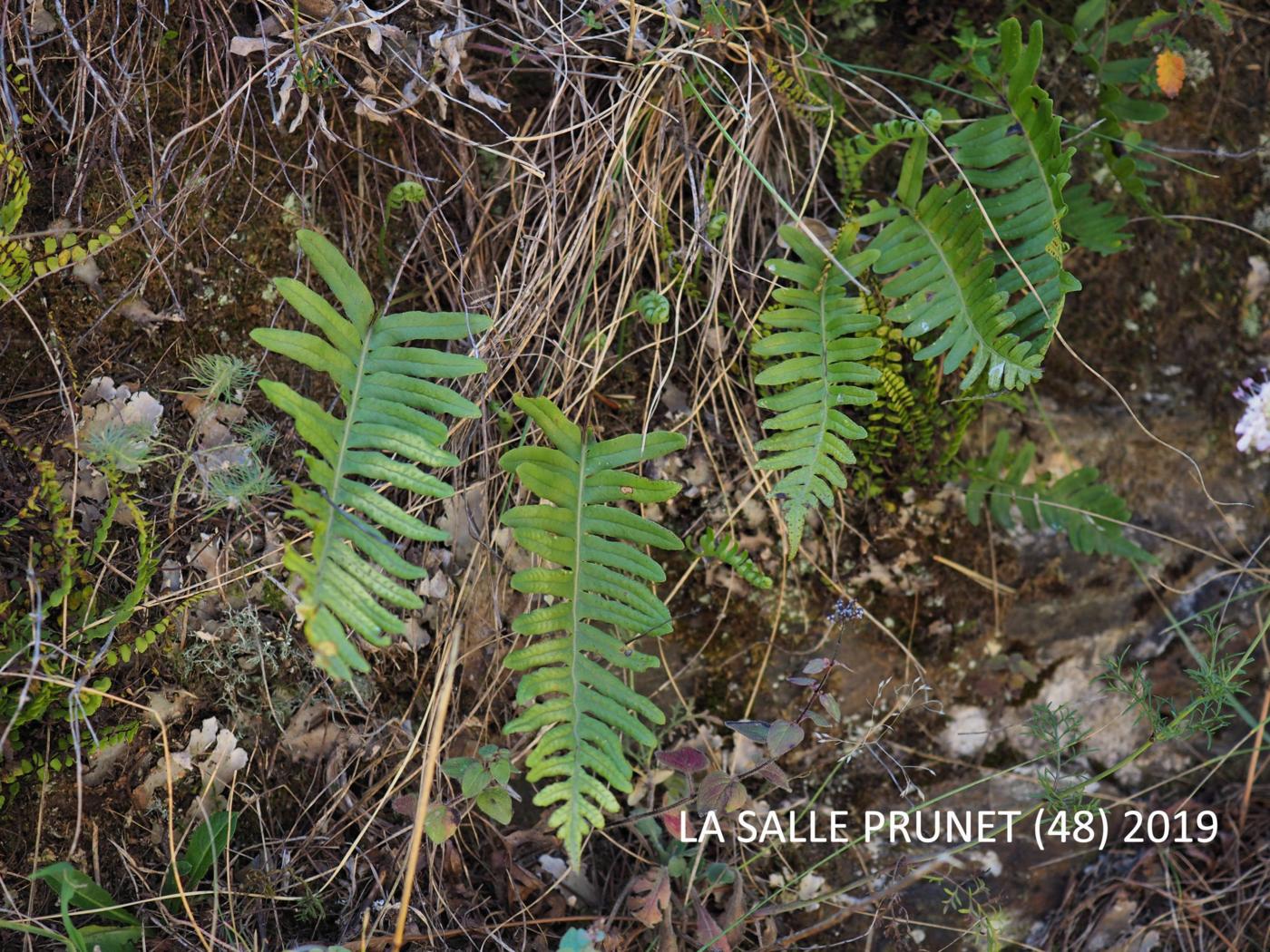 Polypody, Western plant